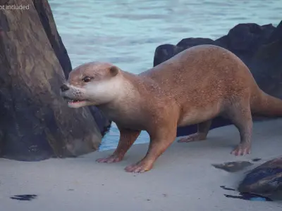  Aquatic Otter Walking Animated Rigged 