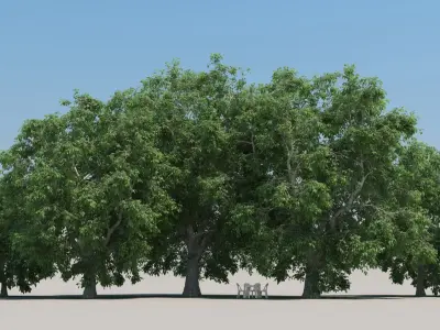  100 Summer Broadleaf Trees 