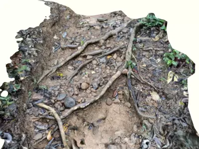 Tree roots in forest scanned 3D model