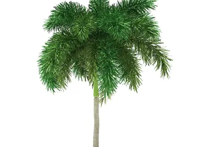 Foxtail Palm Tree 3D Model 6m 3D model