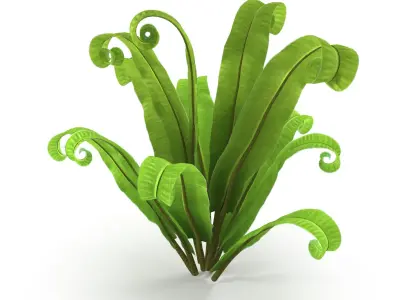 Asplenium scolopendrium 3D model