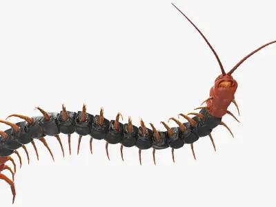  Insects Big Rigged Collection 5 