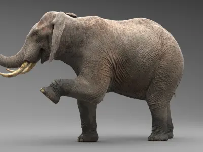  Elephant Rigged 