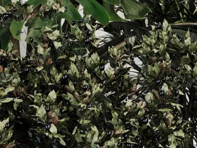 INDOOR PLANT SET 07 3D model