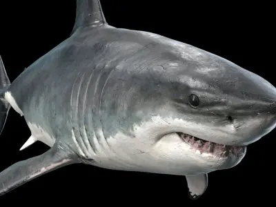  Great White Shark 
