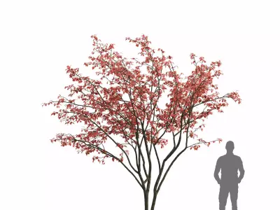 Amelanchier 07 autumn 3D model