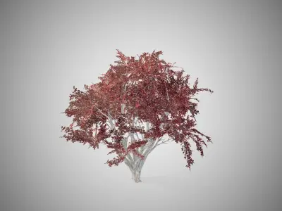 Crape Myrtle Fall Tree Low-poly 3D model