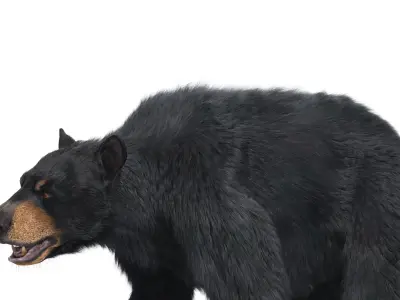  Black Bear Textured w Fur 