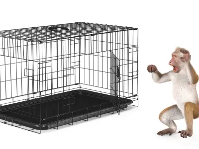  Aggression Brown Macaque Isolated in Cage Fur for Cinema 4D 