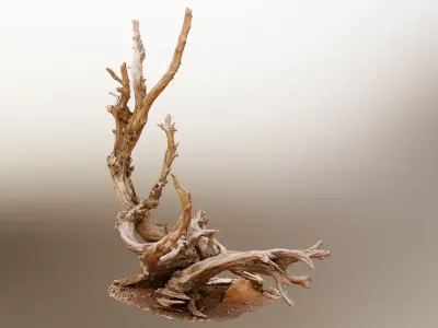 Dry Root 3D model