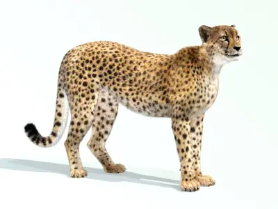  Cheetah Animated Fur 