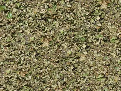 Seamless Dried Green Leaves Texture  Texture
