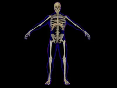 Full Male And Female Skeleton Anatomy 3D model