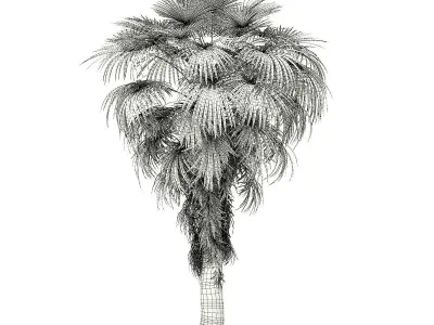 California Palm Tree 3D Model 6m 3D model