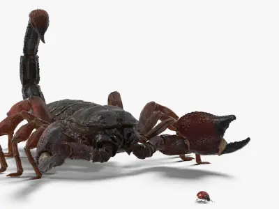  Hunting Scorpion Fur Animated Rigged for Maya 