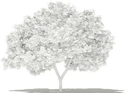 Common Fig Tree 3D model