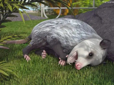  Opossum Walk and Dead Animated Rigged 