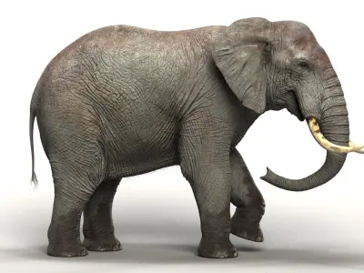  Elephant Rigged 