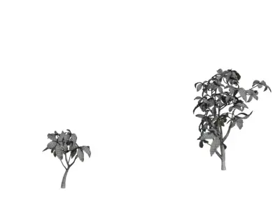 Realistic Money Tree Houseplant Pack  Low-poly 3D model