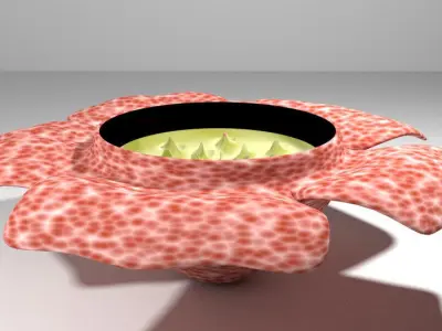 Flower - Rafflesia 3D model