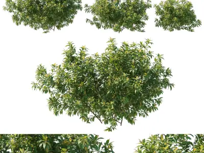 Pieris Floribunda bush 02 3D model