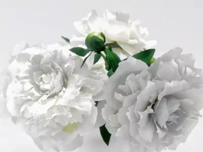 White Peonies 3D model
