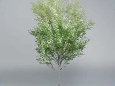 Realistic Deciduous Tree Game-Ready 3D Model 3D model