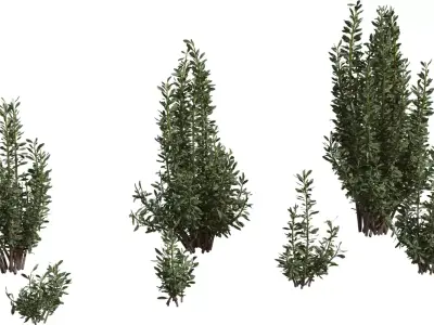 Photoreal Evergreen Shrub Pack Low-poly 3D model