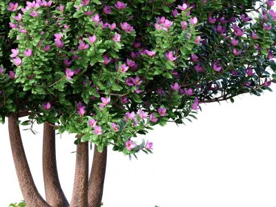 Ornamental tree is a plant classic potted Indoor plant balcony 3D model
