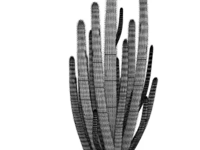 Organ Pipe Cactus 3D model