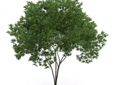 Elderberry Tree Sambucus nigra 3D model