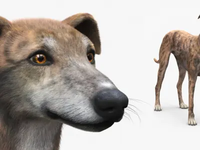  Greyhound Dog Male Brindle Fur Rigged 