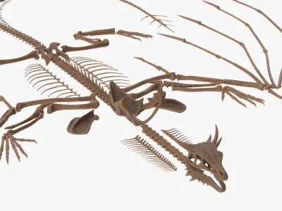  Fossilized Dragon Skeleton in Unfolded State 