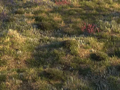 Field grass and corona scatter 3D model