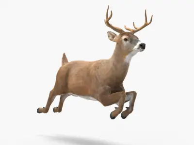  Whitetail Deer Running Pose Fur for Cinema 4D 