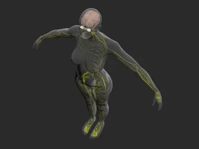 Male Central Nervous System With Skeleton 3DSmax 3D model