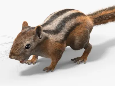  Forest Rodent Chipmunk Fur 