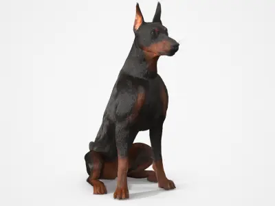  Doberman Pinscher Sits Fur for Maya 