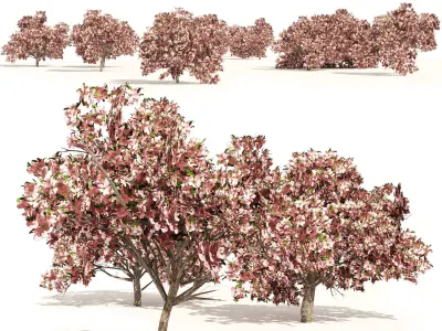 Flowering Trees 3D Model Pack
