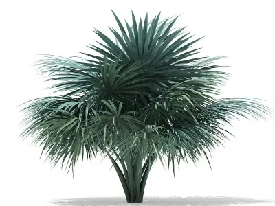 Silver Fan Palm Tree 3D Model 2m 3D model
