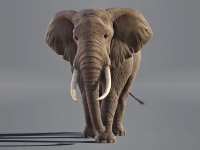  Elephant African Animated 