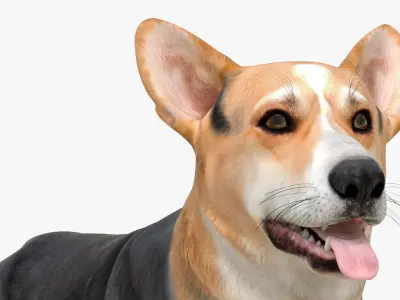  Small Dogs Rigged for Maya Collection 3 