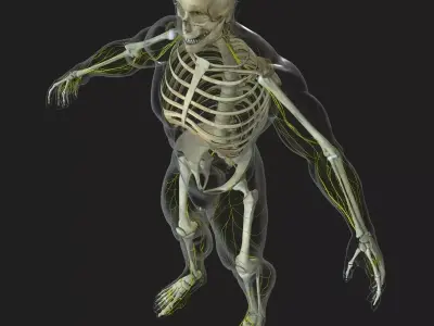Human Central Nervous System with Skeleton 3D model