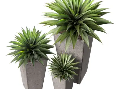 Decorative Outdoor Porch or Terrace Plant  Front Entrance Tree 3D model