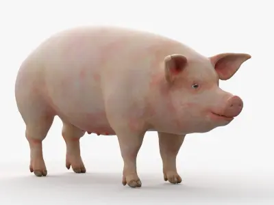  Full Male Pig Anatomy Static 