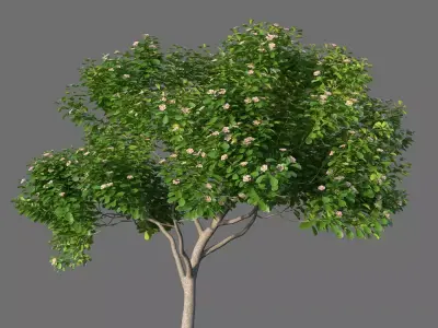 XfrogPlants Autograph Tree - Clusia Rosea  3D model