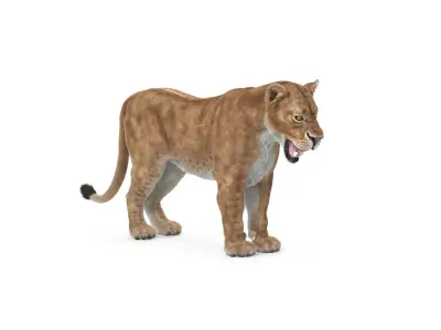  Lioness Textured w Fur 