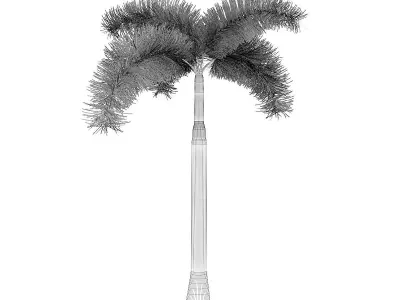 Foxtail Palm 3D model