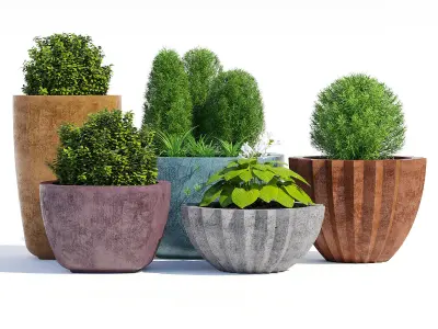 Mex Bold  and Larkspur 3D model