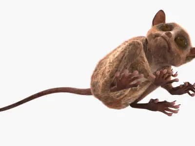 Tarsier Monkey in Tilted Head Pose Fur for Maya 